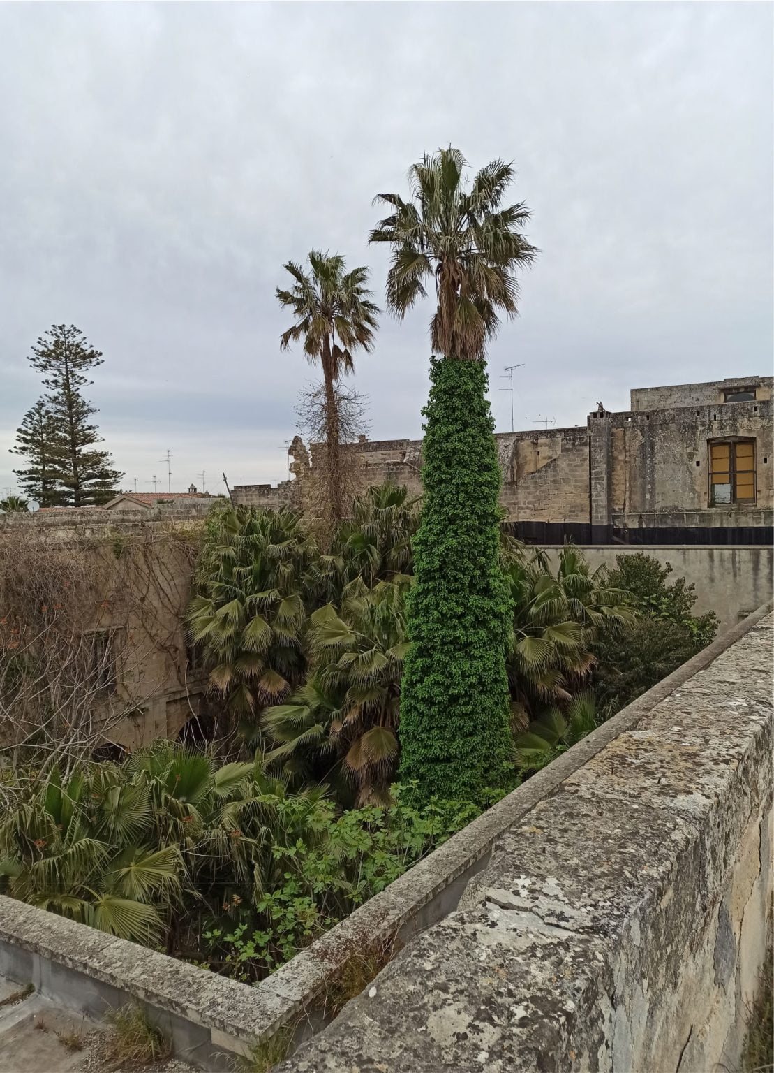Ex Convento Carmelitani Scalzi, Lecce: lo spazio rustico e abbandonato (tetto e vegetazione)